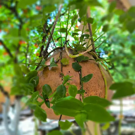 Litost Cafe Kapselhotel Adrasan