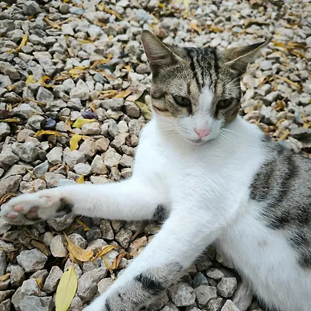 Litost Cafe Адрасан