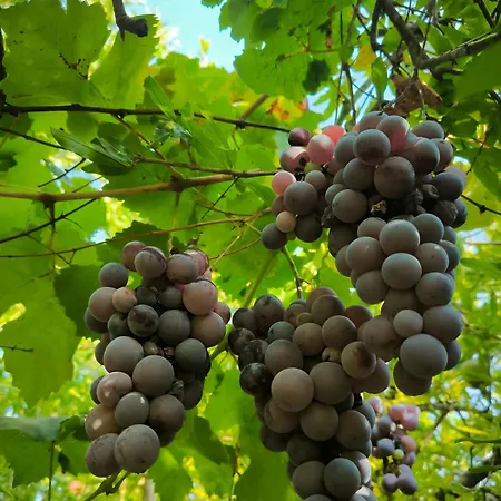 Litost Cafe Капсульный отель Адрасан